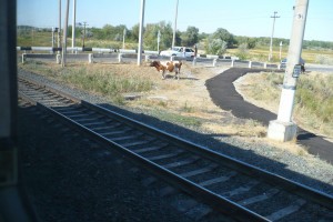В Астраханской области произошло 107 столкновений домашнего скота с поездами
