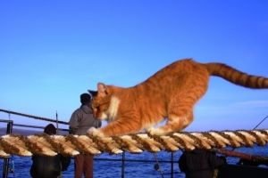 В Эстонии ищут кандидата на вакансию корабельного кота