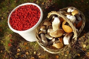 Астраханцам рекомендуют спрашивать у продавцов документы на грибы и ягоды