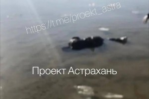 В реке под Астраханью нашли тело неизвестной женщины