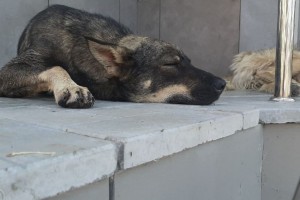 Полиция проверяет сообщение о сожжении щенков в Астрахани