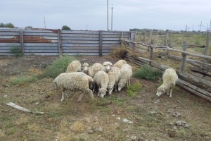 Астраханцев обвиняют в краже 66 овец