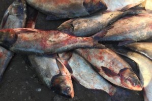 В Астрахани изъяли 667 килограммов рыбы, которая не прошла ветеринарный контроль