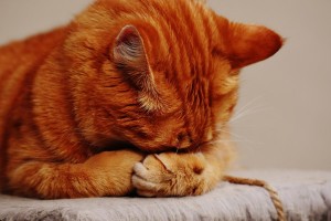 Российским кошкам запретили участвовать в&#160;международных выставках