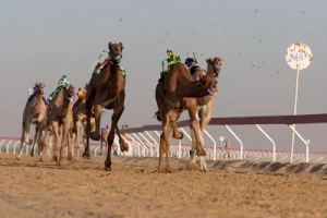 В конце сентября в Астраханской области пройдут верблюжьи бега и конные скачки