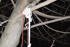 В спальном микрорайоне Астрахани нашли повешенное на дереве тело девушки