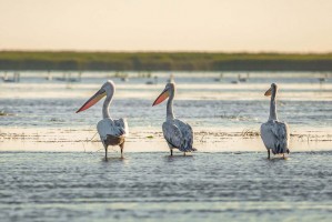 Под Астраханью обнаружили мёртвых пеликанов, заражённых птичьим гриппом