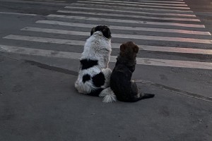 Астраханский сенатор предложил наказывать хозяев, выбрасывающих животных на улицу