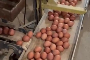 Астраханская птицефабрика «Степная» продолжает наращивать производство