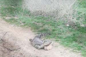 Под Астраханью местные жители нашли трёх крокодилов