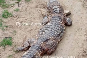 Скончался третий найденный в&#160;Астраханской области крокодил