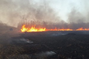 Колония пеликанов и орланы пострадали при пожаре в Астраханском заповеднике