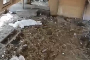 Под Астраханью неизвестные животные продолжают массово истреблять домашний скот