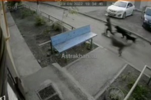 В Астрахани бездомные собаки вновь напали на ребенка
