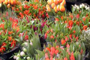 Голландские цветы уходят с Астраханских прилавков
