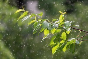 21 мая в&#160;Астрахани ожидается сильный дождь