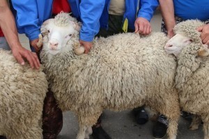 Харабалинские овцы будут представлять Астрахань на выставке в Волгограде