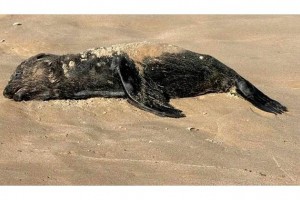 На побережьях Каспийского моря с&#160;апреля нашли сотни мёртвых тюленей