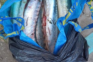 49-летний астраханец незаконно купил рыбу осетровых пород и&#160;черную икру для продажи