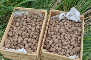 Астраханский фермер соберет более 150 тонн топинамбура