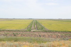 По Астраханью могут запустить рисовый комплекс полного цикла