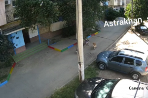 В Астрахани стая собак напала на ребёнка у подъезда