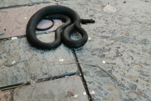 В центре Астрахани проснулись змеи