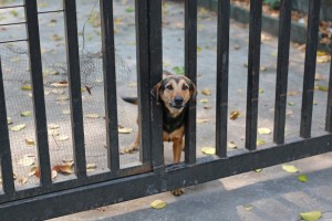 В Думу внесли законопроект, по которому будут штрафовать владельцев домашних животных