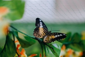 В Астрахани открылась выставка тропических бабочек