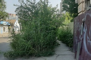Астраханские коммунальщики ликвидировали миллион квадратных метров сорняка