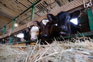 В Астраханской области игумен развивает современную молочную ферму