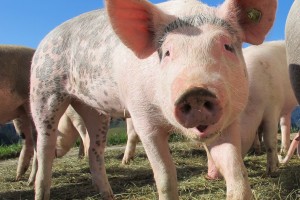 В Астраханской области выявили очаг африканской чумы свиней