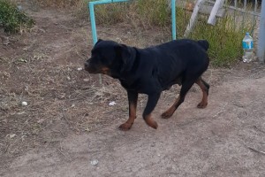 Под Астраханью хозяева выбросили домашнюю собаку на кладбище