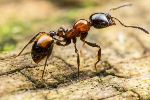 Как избавиться от муравьев на участке