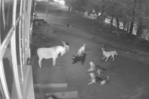 В Астрахани козел отбивался от стаи бродячих собак