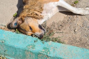 В Астрахани продолжают травить бездомных собак
