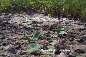 В Астраханской области гибнет лотос