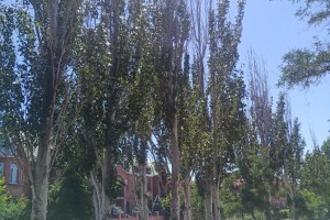 Астраханцы переживают за высыхающие деревья в парках и аллеях