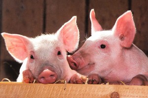 В Астраханской области было выявлено два очага африканской чумы свиней