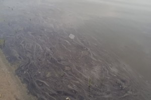 Река под Астраханью серьёзно загрязнена мазутом
