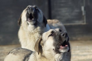 Собаки нападают на астраханцев в Трусовском районе из-за щенков