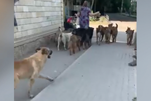 Хочу – кормлю: в Астрахани активно поддерживают популяцию собак