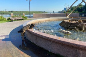 В правительстве рассказали, что собак на улицах Астрахани стало меньше
