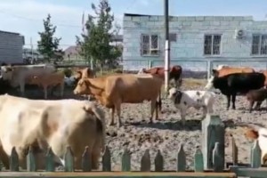 В Астраханской области коров отправили на штрафстоянку