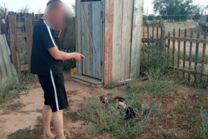 В Астраханской области аппетитная овца стала жертвой преступлени