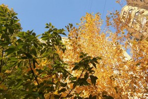 Тополя и&#160;ясени-убийцы душат озеленение Астрахани