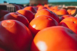 В Астраханской области выращивают 74% от объема томатов РФ