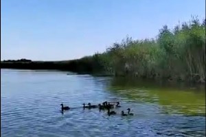 В Астраханской области в естественную среду обитания выпустили 400 уток