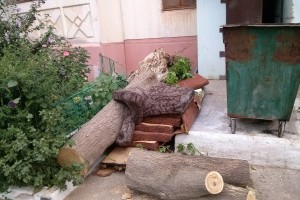 В Астрахани на двух пенсионерок рухнуло дерево