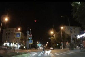 Астраханец с собакой решил перейти на «красный» и чуть не устроил аварию